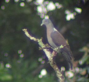 Columba iriditorques